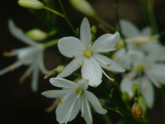 Anthericum ramosumVertakte graslelie bestellen